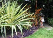 Kwikfynd Tropical Landscaping
catterick